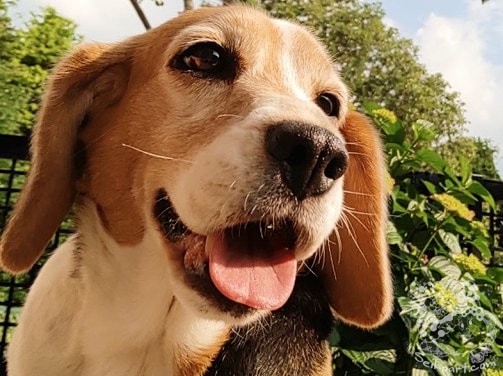 保護犬を迎えて１カ月で感じた喜怒哀楽