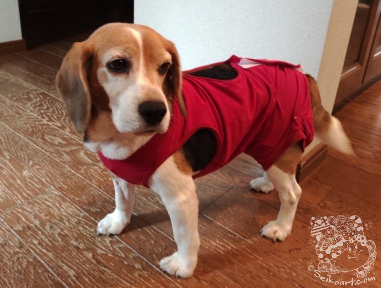 幸せになるための繁殖引退犬の避妊手術