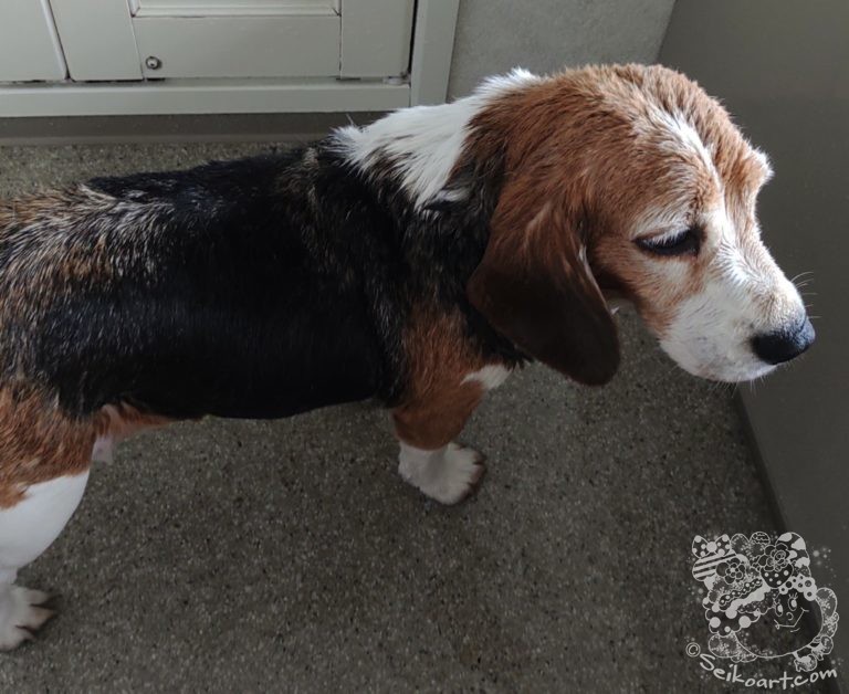 ビーグルの抜け毛は多い？ブラッシングとシャワーでスッキリ♪