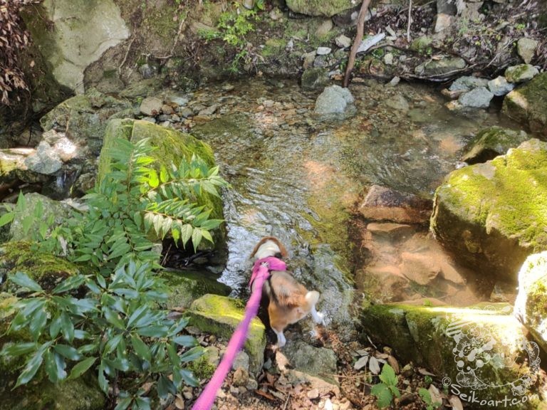 はじめての川を前にして驚きの行動をとったTen