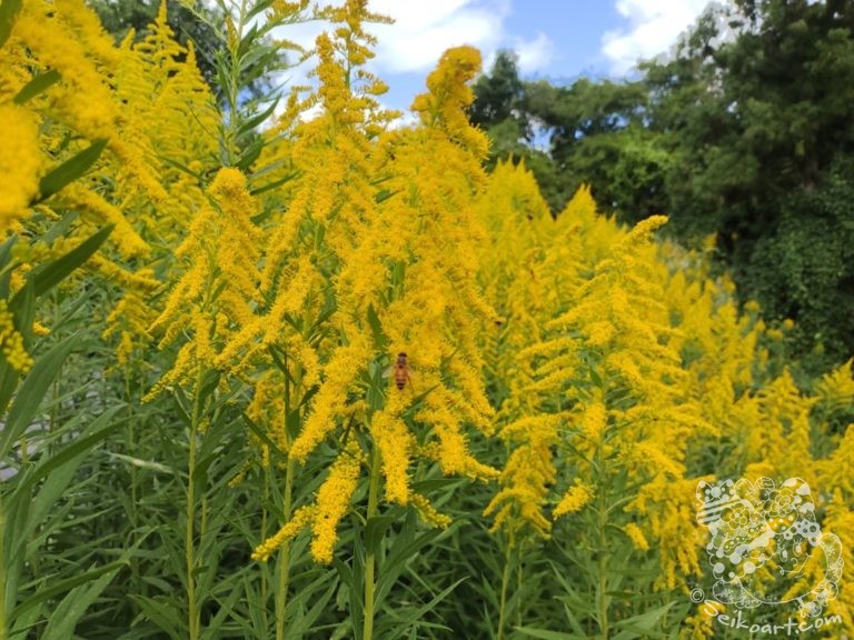 【花粉症】黄色い花が憎い！セイタカアワダチソウとブタクサ