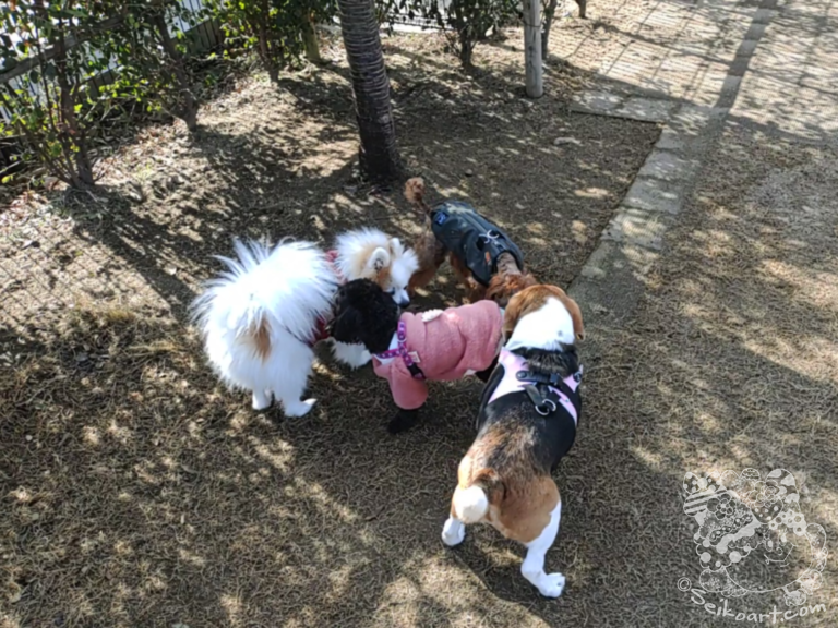 ８歳のビーグル初めてのドッグランで・・・