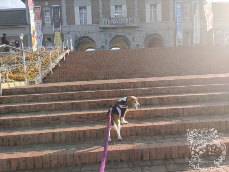 神戸フルーツフラワーパークのドッグランへ行ってきた