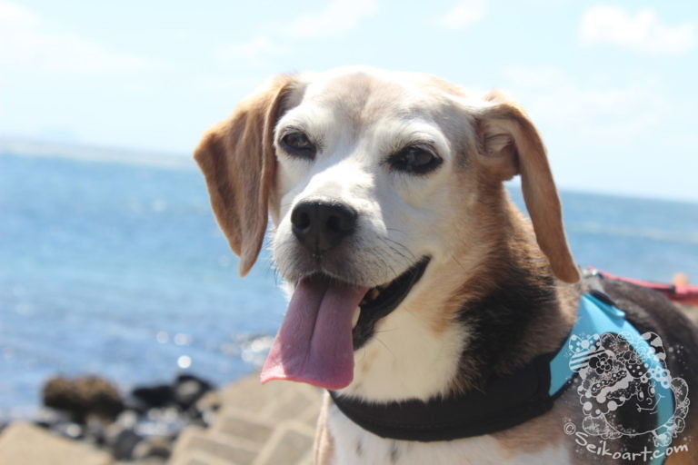 あれから１年。Qooの命日に何を想う？