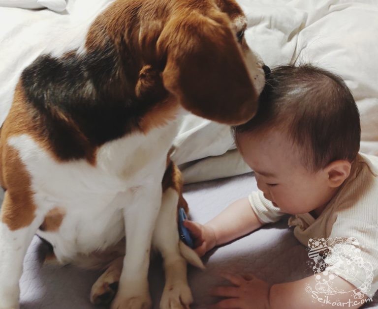 保護犬だったTenを迎えて１年たった感想