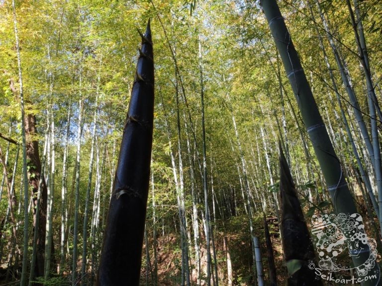 【閲覧注意】伸びすぎたタケノコの姿