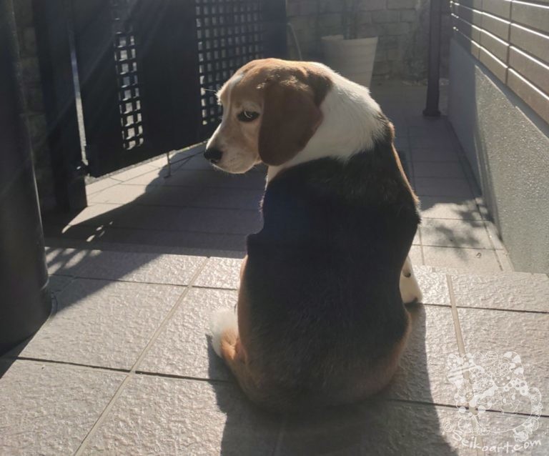 ワンコもつらい関西まもなく梅雨入り