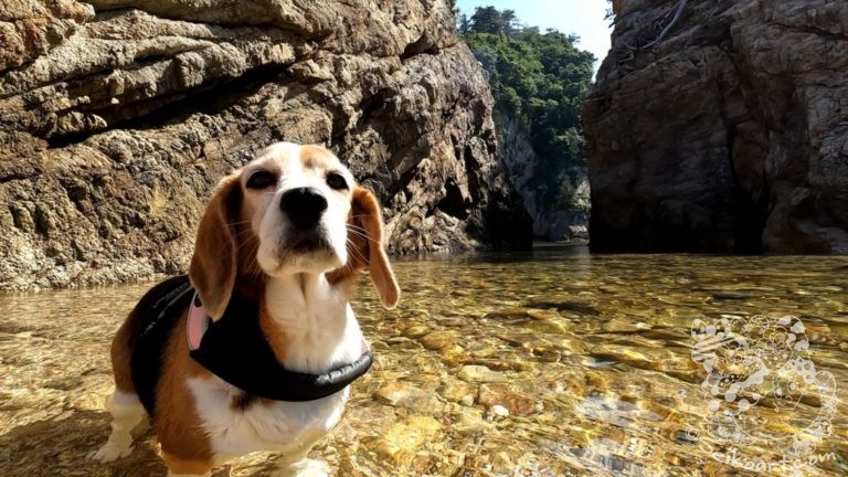 【鳥取県浦富海岸】初めての入水で魂が抜けたTen