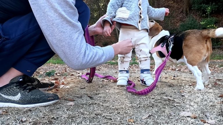 お昼休みに近くの公園でくっつき虫の餌食になった話