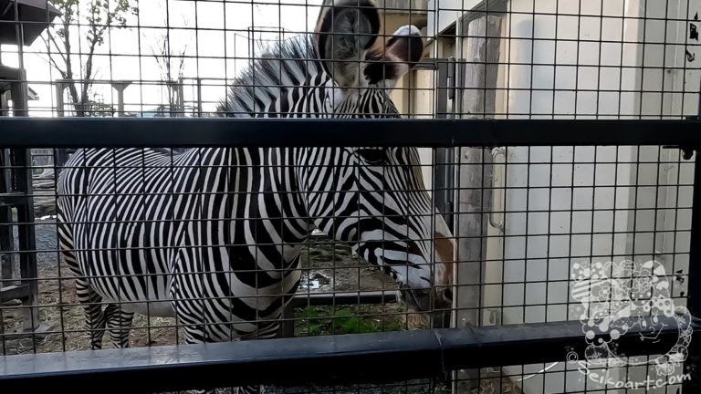 【京都市動物園】コンパクトでちょうどいい動物園