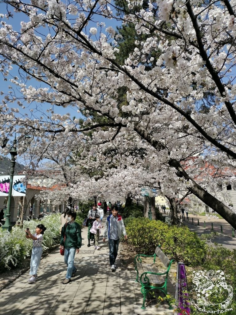 【お花見】宝塚歌劇前の花のみちを通り抜けてきた