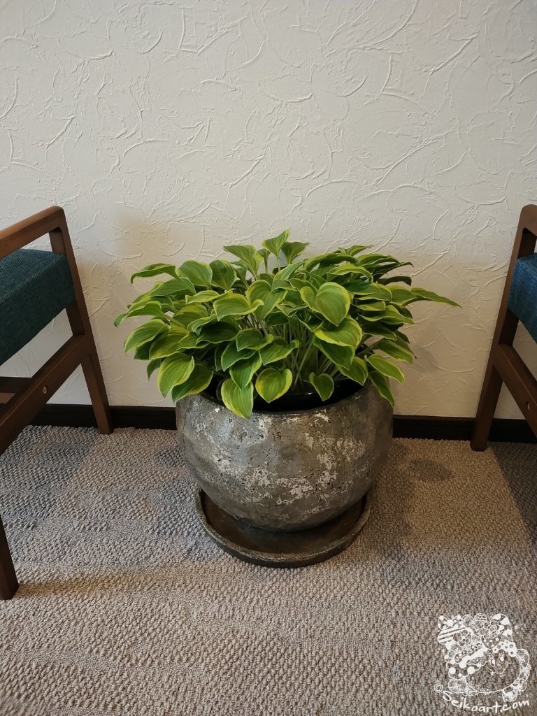 庭のキボウシを摘んで観葉植物化してみた！