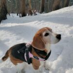 暖冬だったけど３月の氷ノ山で雪遊び！