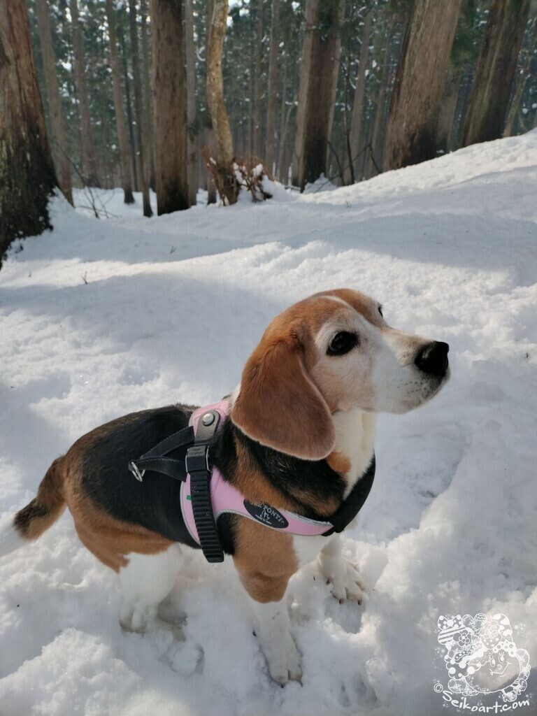 暖冬だったけど３月の氷ノ山で雪遊び！