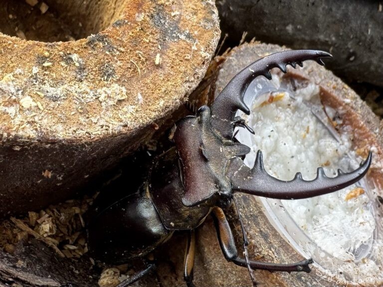 冬を越えられるか？ミヤマクワガタの挑戦