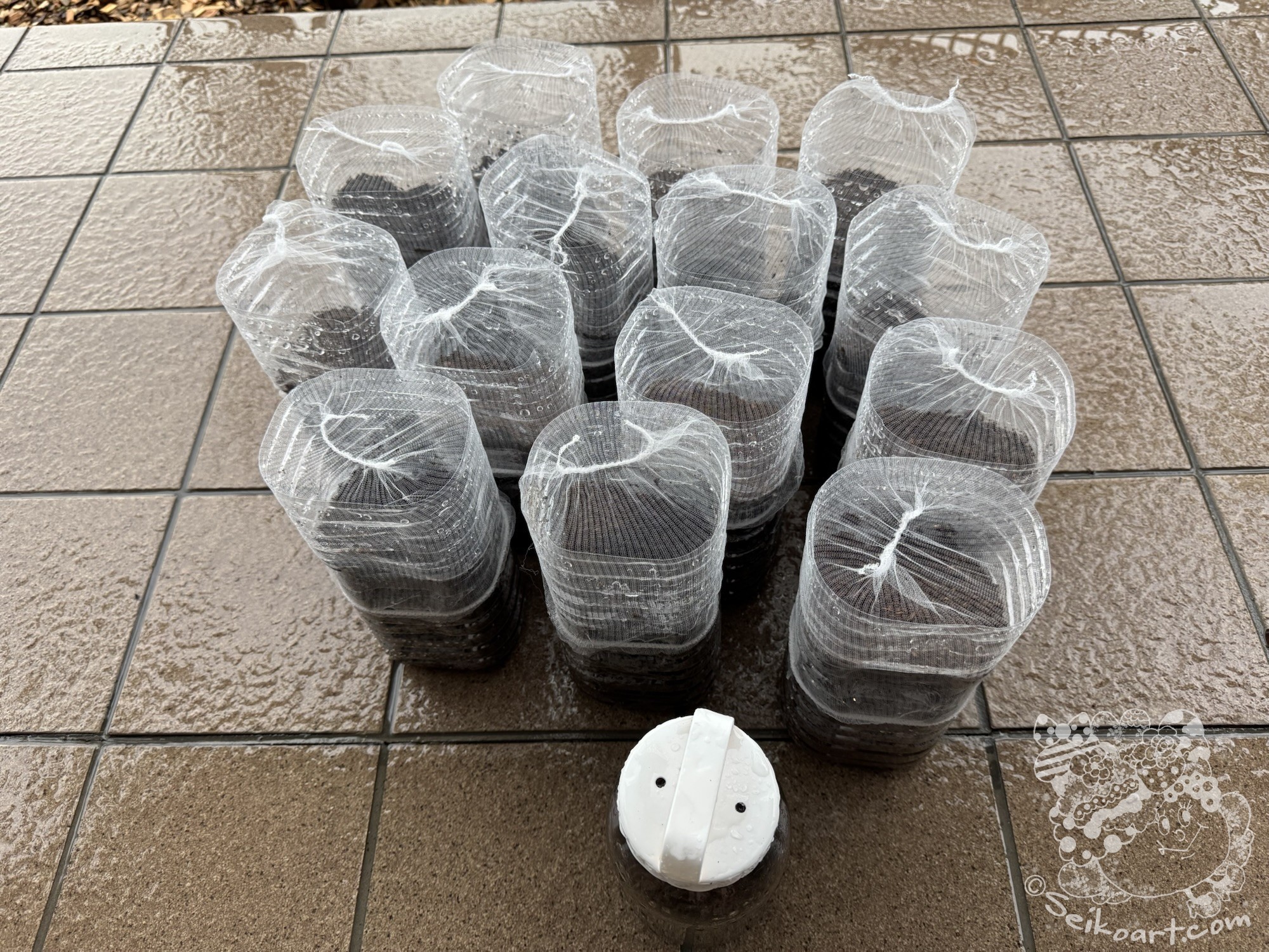 【閲覧注意】幼虫たちの“個室デビュー”と、奇跡の再会の話